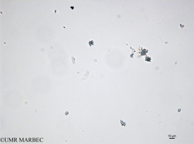 phyto/Bizerte/bizerte_bay/RISCO April 2014/Eutreptiella braarudii (old Euglenoidea spp -150114_001_ovl -11)(copy)_thumb.jpg